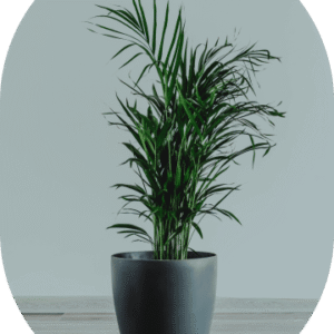 parlor-palm-7